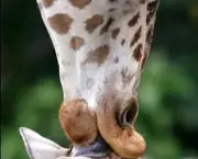 Filhote de Girafa
