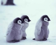 Filhote de Pinguim