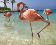 Fotos de Flamingos (3)