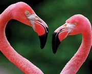 Fotos de Flamingos (4)