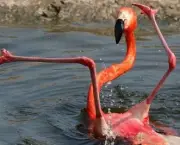 Fotos de Flamingos (5)