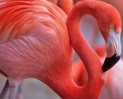 Fotos de Flamingos (6)