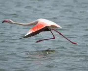 Fotos de Flamingos (7)