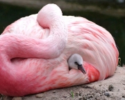 Britian Heat Flamingos