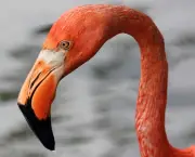 Fotos de Flamingos (9)