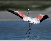 Flamingo Voando
