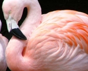 Flamingo Dormindo