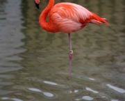Flamingo na Água