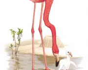 Flamingo Desenho