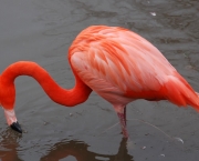 Flamingo Pescando