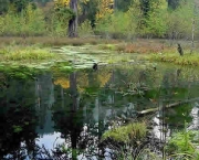 Forks - Floresta e Lago