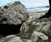 Forks Lagoas de LaPush