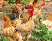 rooster and hen in the village, rooster live yard poultry