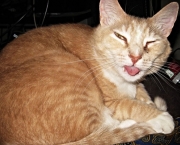 Gato Mostrando a Língua