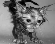 gato-tomando-banho-1