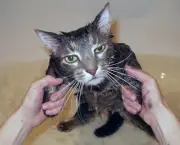 gato-tomando-banho-3