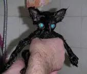 gato-tomando-banho-5