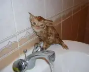 gato-tomando-banho-6