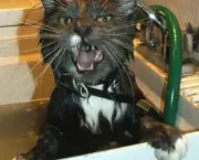 gato-tomando-banho-9