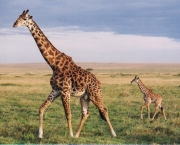girafa-com-filhote.jpg