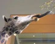 girafa-comendo.jpg