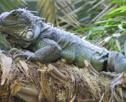 iguana-2.jpg