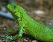 iguana-3.jpg