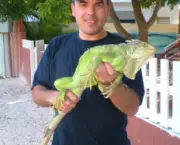 iguana-4.jpg