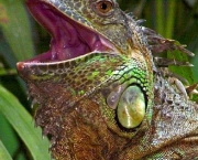 iguana-6.jpg