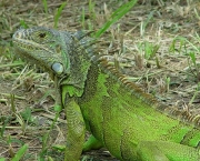 iguana-verde.jpg