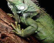 iguana.jpg