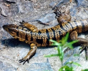 lagarto-3.jpg