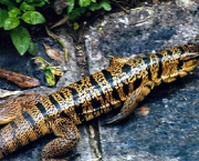 lagarto-4.jpg