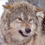 lobo-assustador.jpg