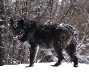 lobo-negro-da-neve.jpg
