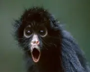 macaco-assustado.jpg