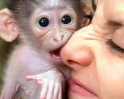 macaco-atacando-nariz.jpg