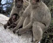 macacos-com-filhote.jpg