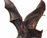 Morcego Voando