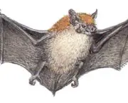 Desenho de Morcego