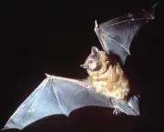 Morcego Lado