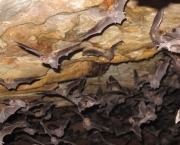 Fotos de Morcegos (5)