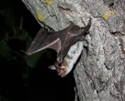 Fotos de Morcegos (9)