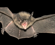 Fotos de Morcegos (13)