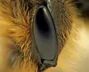 olhos-de-abelha-2.jpg