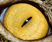 olhos-de-gato.jpg