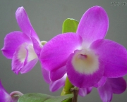 fotos-de-orquideas-1