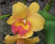 fotos-de-orquideas-11