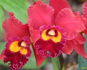 fotos-de-orquideas-12