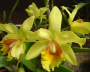 fotos-de-orquideas-13